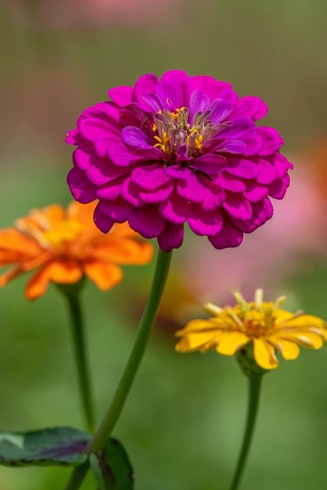 How to grow daisies | Better Homes and Gardens Garden Daisies, Daisy Sunset Wallpaper, Daisies Colorful, Colored Daisies, Pink Daisy Flower, Zinnia Elegans, Pink Flowers Wallpaper, Paper Daisy, Random Aesthetics