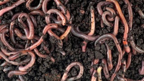 Uncle Jim's Worm Farm Instructions: Getting Started Mango Tree Images, Compost Poster, Cool Animal Facts, Cacing Tanah, Worm Beds, Red Wiggler Worms, Monster High Gen 3, Worm Farming, Burmese Python