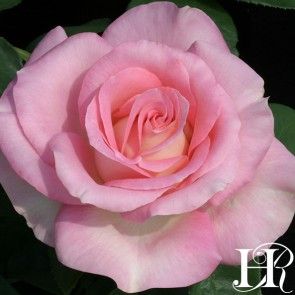 Rose Falling, Heirloom Roses, Fruity Fragrance, Shrub Roses, Growing Roses, Hybrid Tea Roses, Planting Roses, Rose Bush, Beautiful Rose Flowers