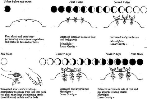 What is Planting by the Moon | Fannin Planting By The Moon, Gardening By The Moon, Biointensive Gardening, Biodynamic Gardening, Lunar Cycle, Moon Garden, Moon Cycles, Moon Signs, Veggie Garden