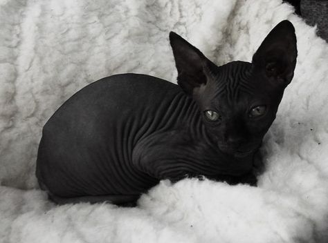 Black beauty Black Sphynx Cat, Cute Hairless Cat, Cat Illnesses, Cats Black, Sphinx Cat, Hairless Cat, Sphynx Cat, Sphynx, Cute Creatures