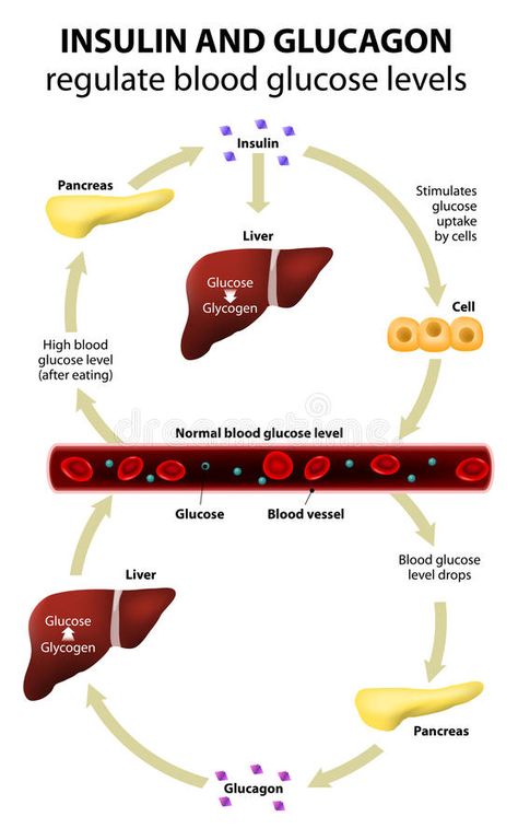 How To Control Sugar, Normal Blood Glucose Levels, Lower Blood Sugar Naturally, High Blood Sugar Levels, Human Anatomy And Physiology, Medical Anatomy, Blood Glucose Levels, Glucose Levels, High Blood Sugar