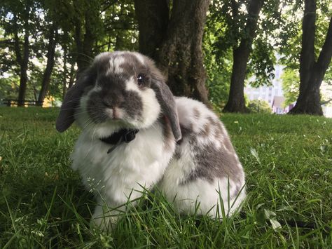 Holland Rabbit, Holland Lop Rabbit, Holland Lop Bunny, Bunny Care Tips, Backyard Park, Lop Bunnies, Holland Lop Bunnies, Cutest Bunny Ever, Lop Rabbit