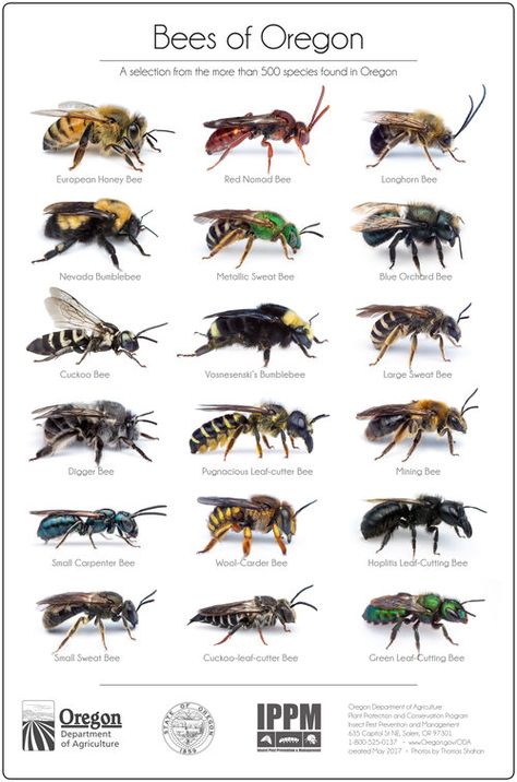 Educators — OREGON BEE PROJECT Bee Identification, Remedies For Bee Stings, Bee Project, Insect Identification, Get Rid Of Bed Bugs, Animals Name In English, Wasp Stings, Types Of Bees, Rid Of Bed Bugs