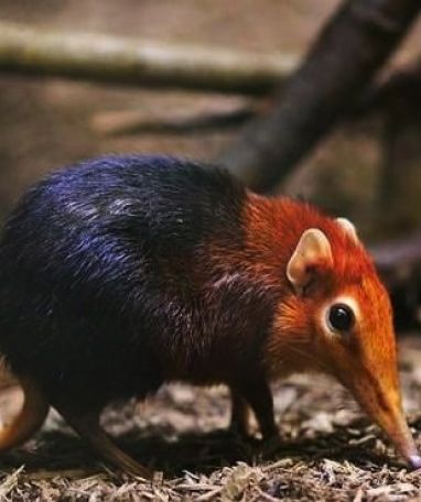 ˚Black and Rufous Elephant Shrew or Sengi Elephant Shrew, Living Fossil, Live Animals, Forest Creatures, Unusual Animals, Rare Animals, Platypus, African Animals, Weird Animals