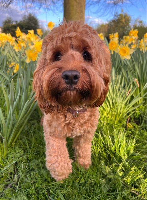 red cockapoo in the flowers Red Cockapoo, Cockapoo Puppies, The Flowers, Dogs And Puppies, Puppies, Paintings, Moon, Collage, Dogs