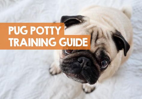 Pug Puppy Care, Puppy Planning, Pug Training, Train Puppy, Potty Training Guide, Pug Breed, How To Potty Train, Bamboo Seeds, Old Pug