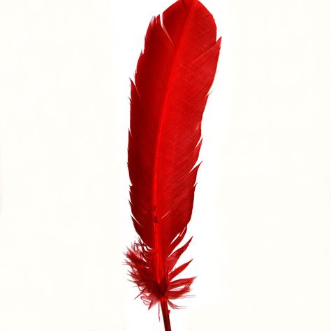 Red Bird Feather Tattoo, Dream Catcher Tat, Feather Png, Red Feather Aesthetic, Red Hawk Feather, Personal Branding Logo Design, Feathers Close Up, Red Crow, Crow Feather