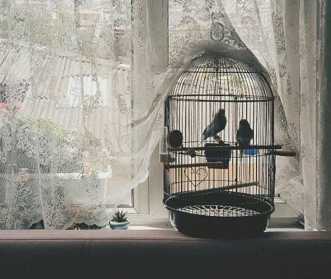 Cage Aesthetic, Pigeon Cage, Related Quotes, Pigeon, Youtube Videos, Life Quotes, Birds, Quotes, Photography