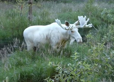 Albino Moose, Rare Albino Animals, White Moose, Albino Animals, Kingdom Animalia, Animal Species, Best Funny Pictures, Meme Pictures, Beautiful Creatures