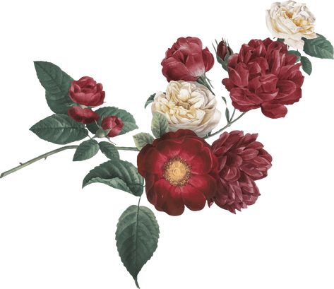 Red Flowers Png, Garden Rose Bouquet, Baroque Floral, Spring Rose, Flower Png Images, Clipart Vintage, Red Garden, Spring Roses, Roses Flower