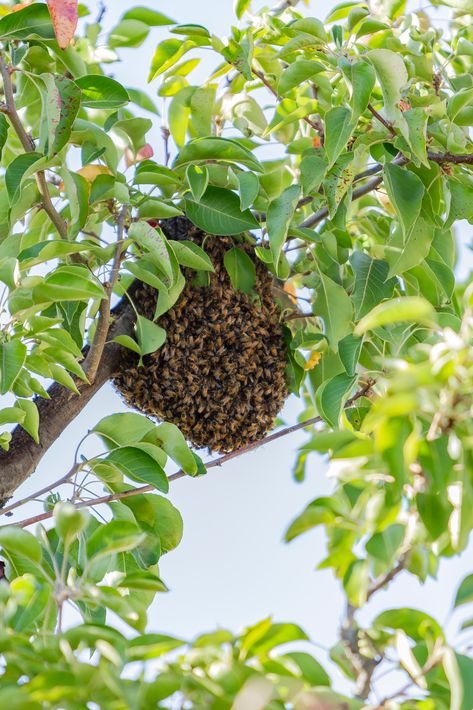 Got a #BeeInfestation in your rental property? Follow these #Tips from bee and wasp exterminators to keep your tenants safe before #ExpertRemoval. Bee Removal, Bees And Wasps, Wasp, Safety Tips, Rental Property, Grapes, Bee, Plants