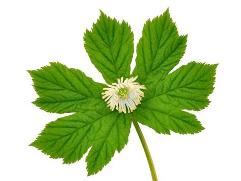 Goldenseal Benefits, Humidity Plants, Herbal Benefits, Foods That Heal, Tomato Nutrition, Herbs And Plants, Matcha Benefits, Healing Plants, Natural Antibiotics