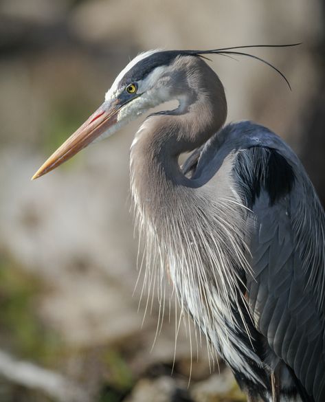 Heron Photography, Heron Tattoo, Heron Photo, Regard Animal, Heron Art, Cuyahoga Valley National Park, Grey Heron, Great Blue Heron, Fish Ponds