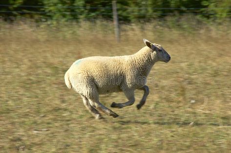 Sheep. A Sheep running and jumping , #AD, #Sheep, #running, #jumping #ad Sheep Jumping, Running Drawing, Sheep Tattoo, Running Photos, Counting Sheep, Hat Ideas, Animation Reference, Art Reference Photos, Linocut