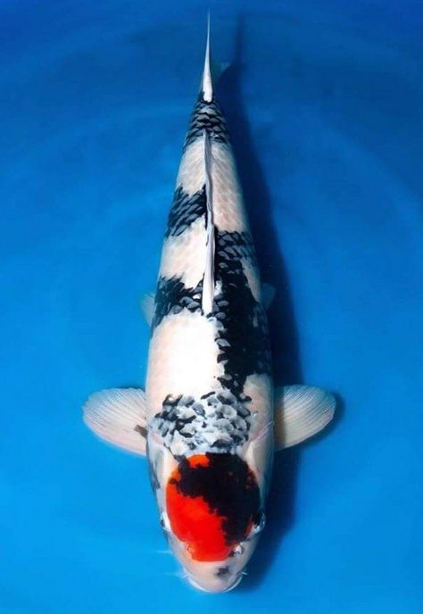 Japanese Koi, Koi Carp, Koi Pond, Koi Fish, Carp, Koi, Fish Pet, Fish, Animals