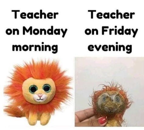 Teaching Memes, Monday Humor, Teacher Memes, Friday Evening, Friday Humor, Friday Morning, Teacher Humor, Funny Memes, Humor