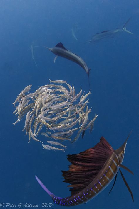 Underwater Photographer Peter G Allinson's Gallery: Billfish: White Marlin fishing 2 - DivePhotoGuide.com Taman Air, Fauna Marina, Under The Water, Life Aquatic, Underwater Life, Water Life, Deep Sea Fishing, Cancun Mexico, Photo Of The Day