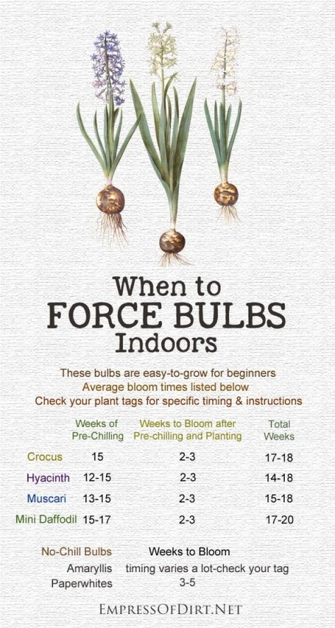 Want a table top display of gorgeous paperwhite blooms for a special occasion? How about a giant amaryllis with giant, dazzling flowers? When it comes to forcing bulbs indoors, there's no guarantee your flowers will appear on time, but, with some simple planning, the odds are in your favour. Check out these handy bulb forcing calendars and get your blooms started. Flower Bulbs Indoors, Bulb Forcing, Forcing Bulbs, Growing Bulbs, Houseplant Care, Amaryllis Bulbs, Plant Tags, Garden Bulbs, Indoor Flowers