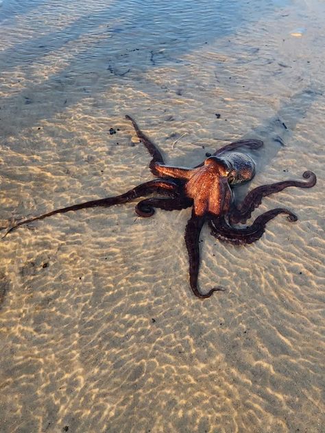 Sea Life Photos, Sting Ray Aesthetic, Ocean Life Aesthetic, Oceanography Marine Biology, Ocean Life Photography, Beach Animals, Marine Photography, Deep Sea Life, Beautiful Sea Creatures