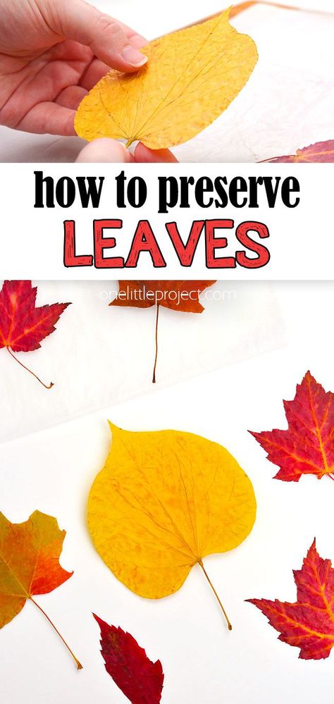 How To Save Fall Leaves, How To Display Fall Leaves, Crafts Using Real Fall Leaves, Art With Real Leaves, Pressed Leaves Crafts, How To Dry Leaves, How To Press Leaves, Fall For Jesus He Never Leaves Craft, Dried Leaves Art