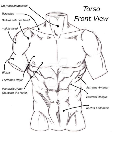 anatoref: The Male Torso Top Image Row 2 - 5 Row... - Poses and Expressions! Ab Sketches, Abs Sketch, Torso Drawing, Sketches People, Sketch Body, Sketch People, How To Draw Abs, Male Body Drawing, Male Drawing