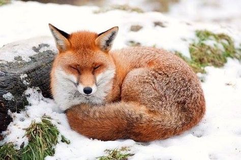 Fox laying in snow. Fox Sleeping, Red Fox, The Snow, Fox, Red