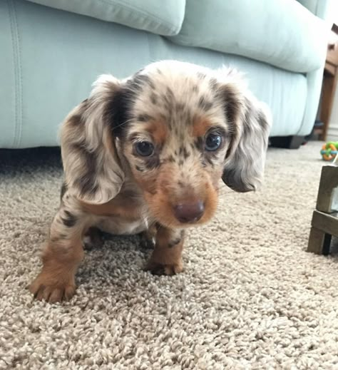 Funny Pics Of Dogs, Pics Of Dogs, Big Dogs Breeds, Biggest Dog In The World, Daschund Puppies, Biggest Dog, Cute Small Dogs, Puppies Cute, Dog Mommy