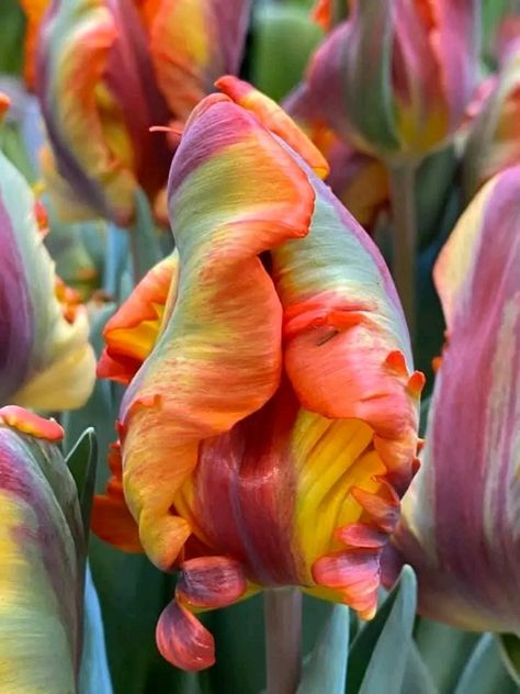 Jenny Azez on Twitter: "Tulipa🌷Rasta Parrot ..🌷🌷🌷 https://t.co/zuvna5YSnz" / Twitter Surreal Flowers, Types Of Tulips, Foto Macro, Parrot Tulip, Parrot Tulips, Tulip Bulbs, The Secret Garden, Unusual Flowers, Tulips Flowers