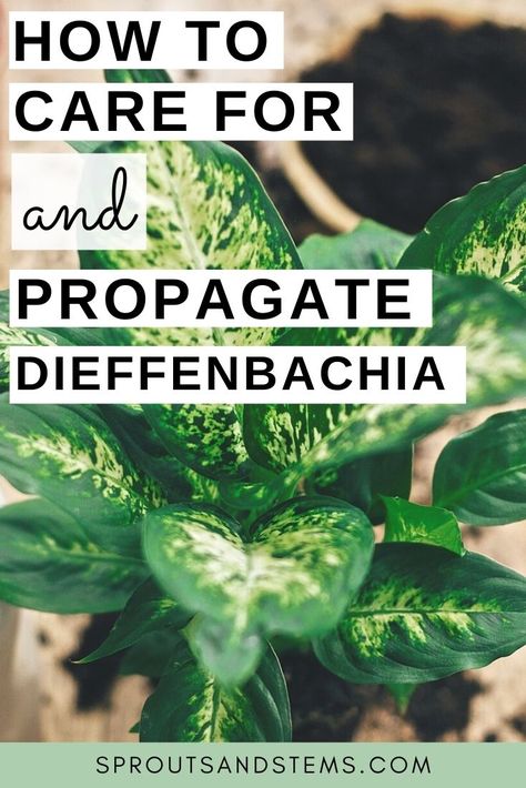 Dieffenbachia Propagation, How To Propagate Dieffenbachia, Dieffenbachia Varieties, Dieffenbachia Houseplant, Dieffenbachia Care, Angel Plant, Types Of Houseplants, Household Plants, Fertilizer For Plants