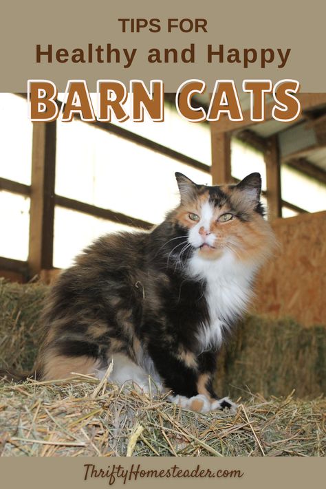 Barn Cats Care, Barn Cat Aesthetic, Barn Cat House, Barn Cat Shelter, Cat Cold, Farm Cat, Cats Tips, Barn Cat, Dream Homestead