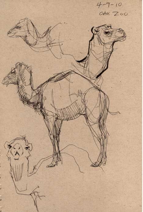 Animal Sketch Reference, Zoo Animal Sketches, Cool Animal Sketches, Animals Drawing Sketches, Animal Reference Drawing, Zoo Animals Drawing, Animal Drawing Reference, An Animal Drawing, Sketches Of Animals