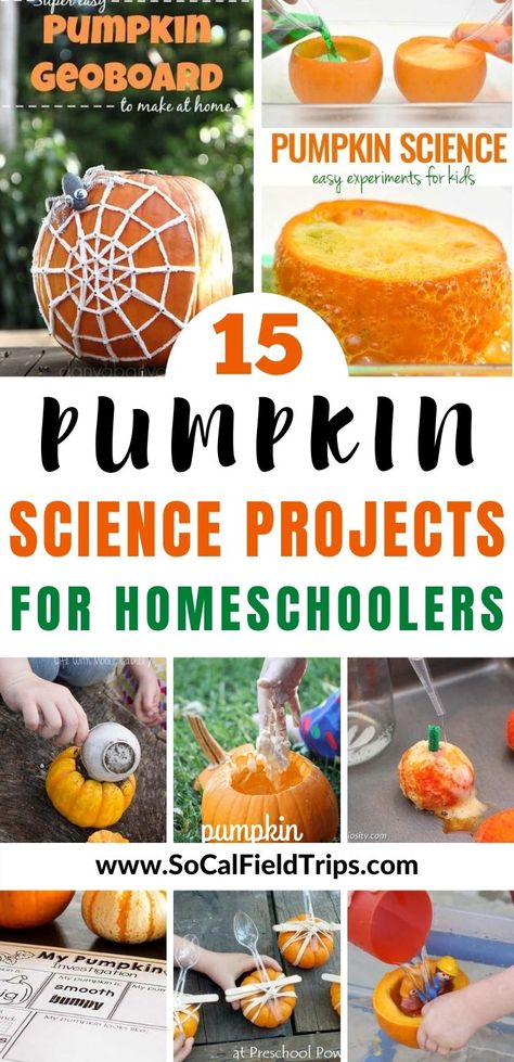 Are you looking for a fun pumpkin science experiment to do with your kids or classroom? Check out these 15 Easy Pumpkin STEM Projects For Kids! From making pumpkin oobleck to exploding pumpkin volcanos, there's bound to be at least pumpkin science project every child will love. #pumpkin #halloween #scienceproject #stem #steam #halloweencraft #fallcraft #pumpkincraft #homeschool #education #teaching Pumpkin Oobleck, Pumpkin Science Preschool, Pumpkin Science Activities, Pumpkin Science Experiment, Pumpkin Lessons, Pumpkins Kindergarten, Homeschool Science Experiments, Pumpkin Science, Homeschool Stem