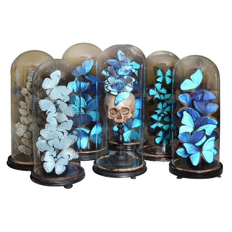 Set of 19th Century Century Glass Domes With Collections Feast Illustration, September Rain, Corpse Bride Wedding, Dekorasi Halloween, Blue Butterflies, Goth Decor, Terrarium Diy, Corpse Bride, Gothic Decor