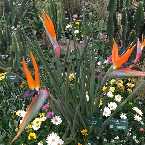 Strelitzia juncea in the GardenTags plant encyclopedia Strelitzia Juncea, Plant Encyclopedia, Greenhouse Plants, Small Greenhouse, Late Autumn, Plant Information, Early Winter, Replant, Late Winter