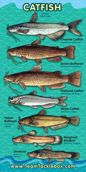 Fish Chart, Catfish Bait, Catfish Fishing, Fishing Techniques, Types Of Fish, Freshwater Fishing, Lake Fishing, Fishing Life, Fish Camp