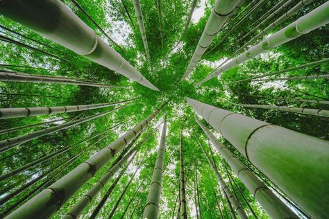 Bamboo forest japan