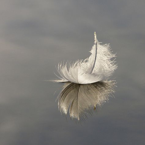 Visiting hospice patient. FIRST OF THREE DIFFERENT FEATHERS ASCENDED TO ME ON THIS SPECIAL DAY...1/29/14 Ben Johnson, Feather Photography, I Believe In Angels, Angel Feathers, Angels Among Us, White Feather, Guardian Angels, White Feathers, Bird Feathers