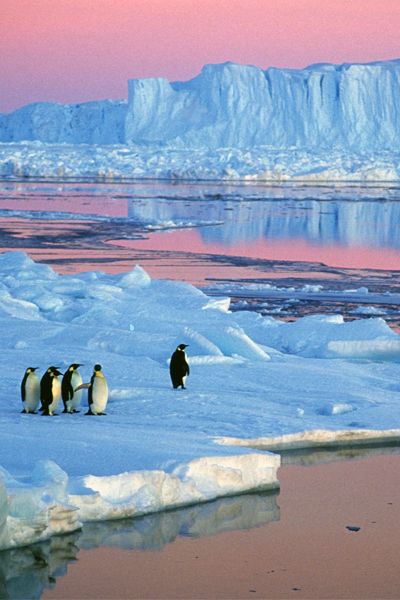 Antarctica is still the trip of a lifetime, 100 years after Shackleton's heroic journey. #FodorsGoList Antarctica Travel, Travel Photography Nature, Theme Nature, Alam Yang Indah, 귀여운 동물, The Ice, Amazing Nature, Natural Wonders, Beautiful World