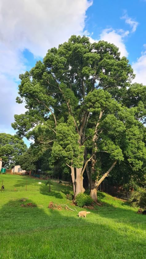 Landscaping Garden Ideas, Gardening Aesthetic, Pretty Trees, Landscaping Garden, Adventure Aesthetic, Decoration Garden, Inspiration Aesthetic, Wallpaper Nature Flowers, Tree Photography