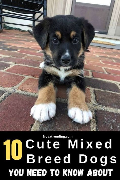 Small Mixed Breed Dogs, Mix Breed Dogs, Mutt Puppies, Mixed Dog Breeds, Best Small Dogs, Mixed Breed Puppies, Mutt Dog, Being Extra, Rare Dogs