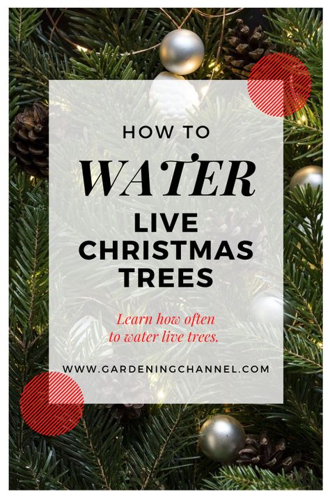 Christmas Tree Water Solution, Christmas Tree Care, Christmas Tree Water, Watering Trees, Christmas Tree In Basket, Live Christmas Trees, Large Trees, Live Tree, Christmas Tree Branches