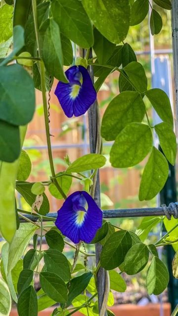 Loudette Pavon-Catchillar on Instagram: "Collecting tea for after birth as I can’t drink this while preggy, blue butterfly pea. 🫖 Glad they made it before cold season and hopefully to collect that pods into seeds for next year’s planting. Benefits of Butterfly Pea (Clitoria Ternatea) · Improve eyesight · Improve hair growth · Improve skin · Aphrodisiac · Antioxidant · Nootropic · Diuretic for weight loss· Analgesic. #butterflypeaflower #tea #OffTaxSeasonLife . . . . . . . . #sofarmsogood #ve Butterflypeaflower Tea, Butterfly Pea Plant, Pea Plants, Balinese Garden, Pea Plant, Nails Flower, Homegrown Food, Plant Medicine, Butterfly Pea Flower