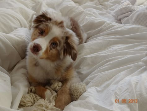 Adorable Red Merle Australian Shepherd, Merle Australian Shepherd, Australian Shepherd Puppy, Aussie Puppies, Aussie Dogs, Cute Animals Puppies, Australian Shepherd Dogs, Shepherd Puppy