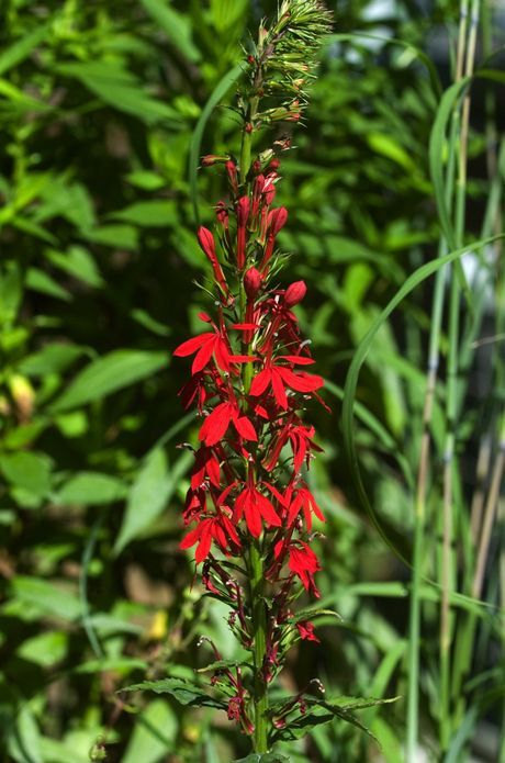 Michigan native plants - wildflower tattoo Michigan Native Garden, Native Michigan Landscaping, Michigan Wildflowers Native Plants, Native Michigan Plants, Michigan Native Plants Landscapes, Midwest Flowers, Missouri Wildflowers, Landscaping 101, Michigan Landscaping