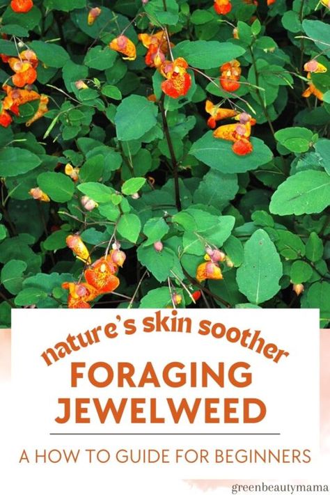 Foraging Jewelweed: The Forager's Friend for Skin Soothing - greenbeautymama.com Poison Ivy Spray, Poison Ivy Remedies, Natural Toner, Diy Sprays, Essential Oils For Skin, Diy Skincare, Insect Bites, Moisturizing Serum, Natural Remedy