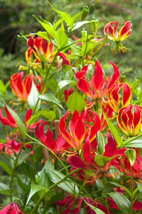 Gloriosa Superba, Glory Lily, Flame Lily, Lily Plant Care, Gloriosa Lily, Fire Lily, Lily Care, Wire Trellis, Lily Plant