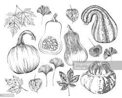 312 Butternut Squash High Res Illustrations - Getty Images Ginkgo Biloba, Sketches Easy, Butternut Squash, Future Tattoos, Gourds, Motion Graphics, High Res, Pen And Ink, Rooster