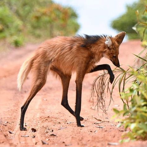 Maned Wolf, Tattoo Nature, Wolf Photography, Wolf Photos, Canine Art, Interesting Animals, Fascinating Facts, Pretty Animals, Wild Dogs