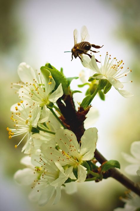 I Love Bees, Pear Blossom, Pear Trees, Green Spring, Noahs Ark, Save The Bees, Bee Happy, Bees Knees, Spring Green